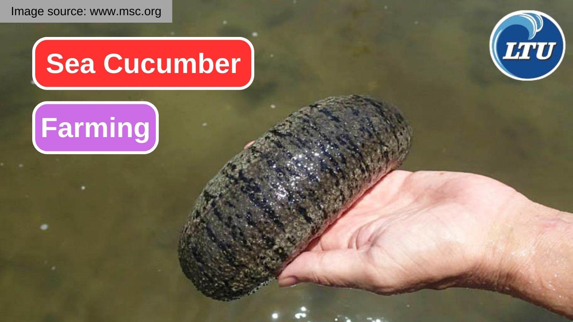Sea Cucumber Farming Business: Learn the Opportunities and Challenges